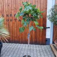 Ficus Carica - Feigenbaum - Cuello dama blanca