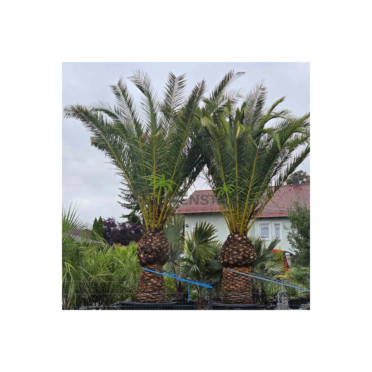 Phoenix Canariensis - kanarische Dattelpalme 150cm