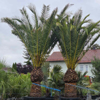 Kanarische Dattelpalme 150&ndash;160 cm Stamm