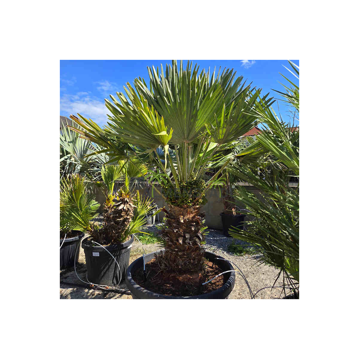 Chamaerops humilis vulcano - kompakte Zw box