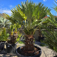 Chamaerops humilis vulcano - kompakte Zwergpalme