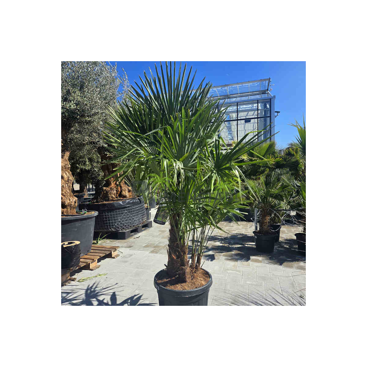 Trachycarpus fortunei - Chinesische Hanfpalme Mehrstamm