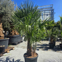 Trachycarpus fortunei - Chinesische Hanfpalme Mehrstamm