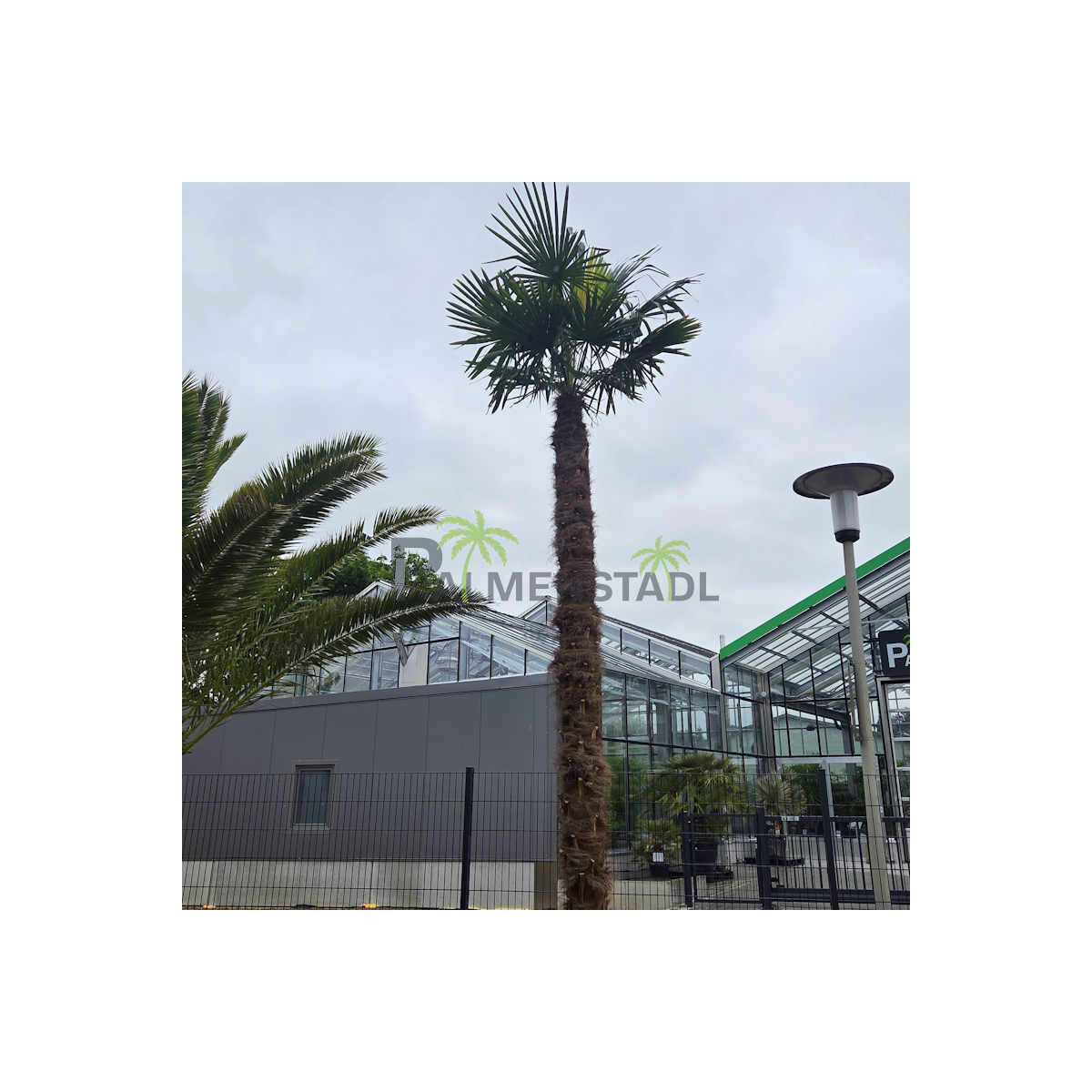 Trachycarpus fortunei - Chinesische Hanfpalme 370-380 cm