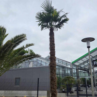 Trachycarpus fortunei - Chinesische Hanfpalme 370-380 cm