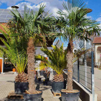 Trachycarpus fortunei - Chinesische Hanfpalme 250 - 260 cm