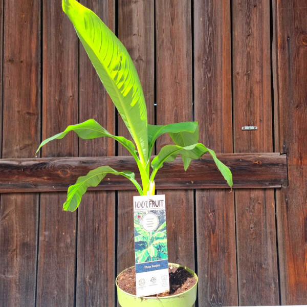 Musa basjoo - Japanische Faserbanane 80-100 cm