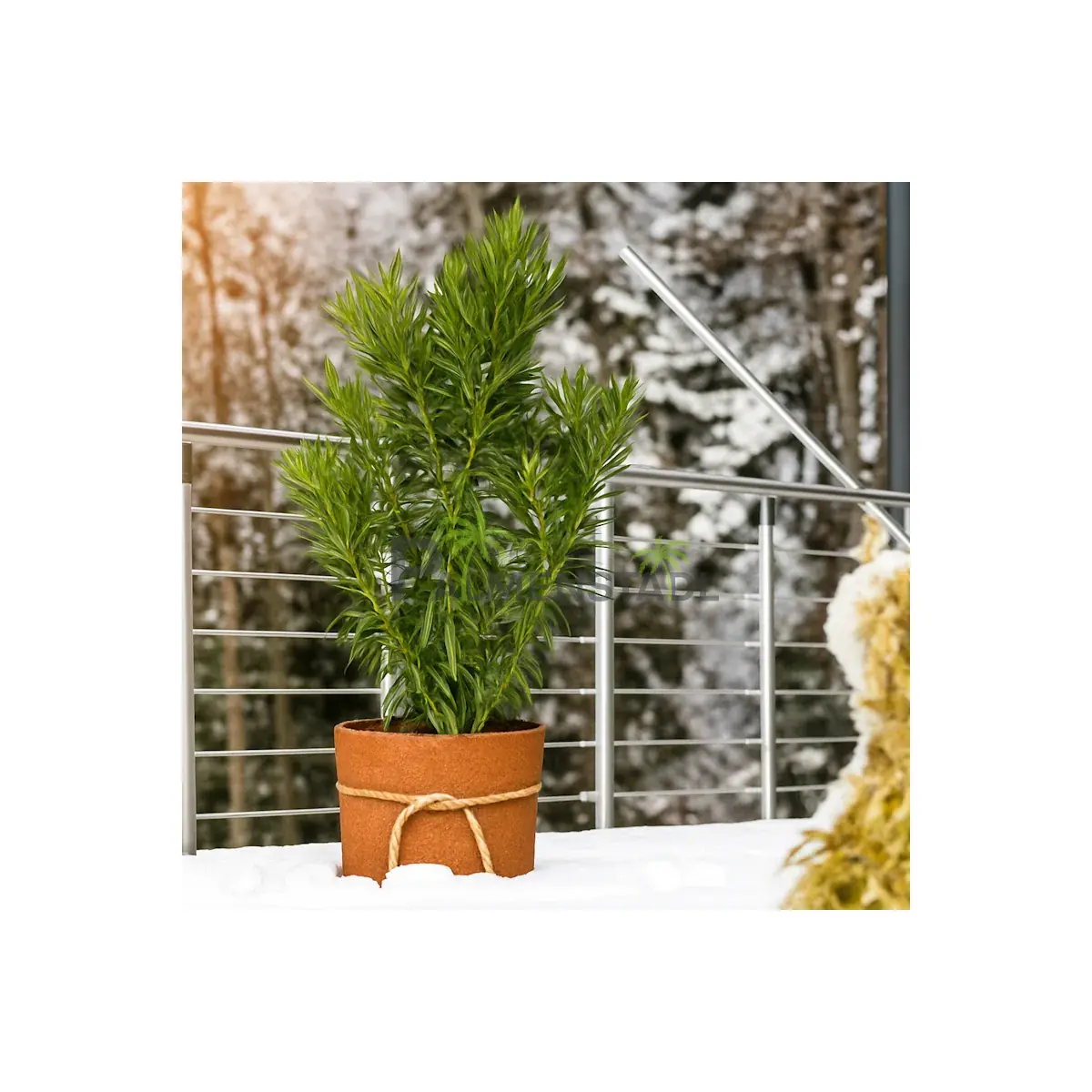 Kokos Filzmatte 1 x 1,5 mtr. box