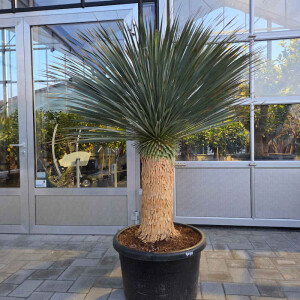 Blaubl&auml;ttrige Palmlilie 70-80 cm Stamm