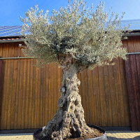 Olivenbaum Bonsai Nr. 2602 Hojiblanca