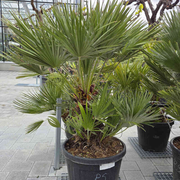 Kompakte Zwergpalme 20-40 cm Stamm