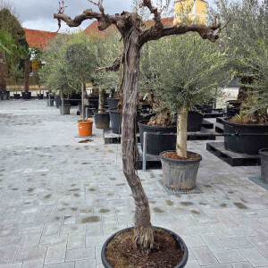 Weinrebe solit&auml;r 120-160 cm