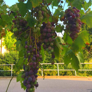 Weinrebe solit&auml;r 120-160 cm