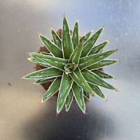 Agave K&ouml;nigin Victoria - 15 cm