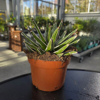 Agave K&ouml;nigin Victoria - 15 cm
