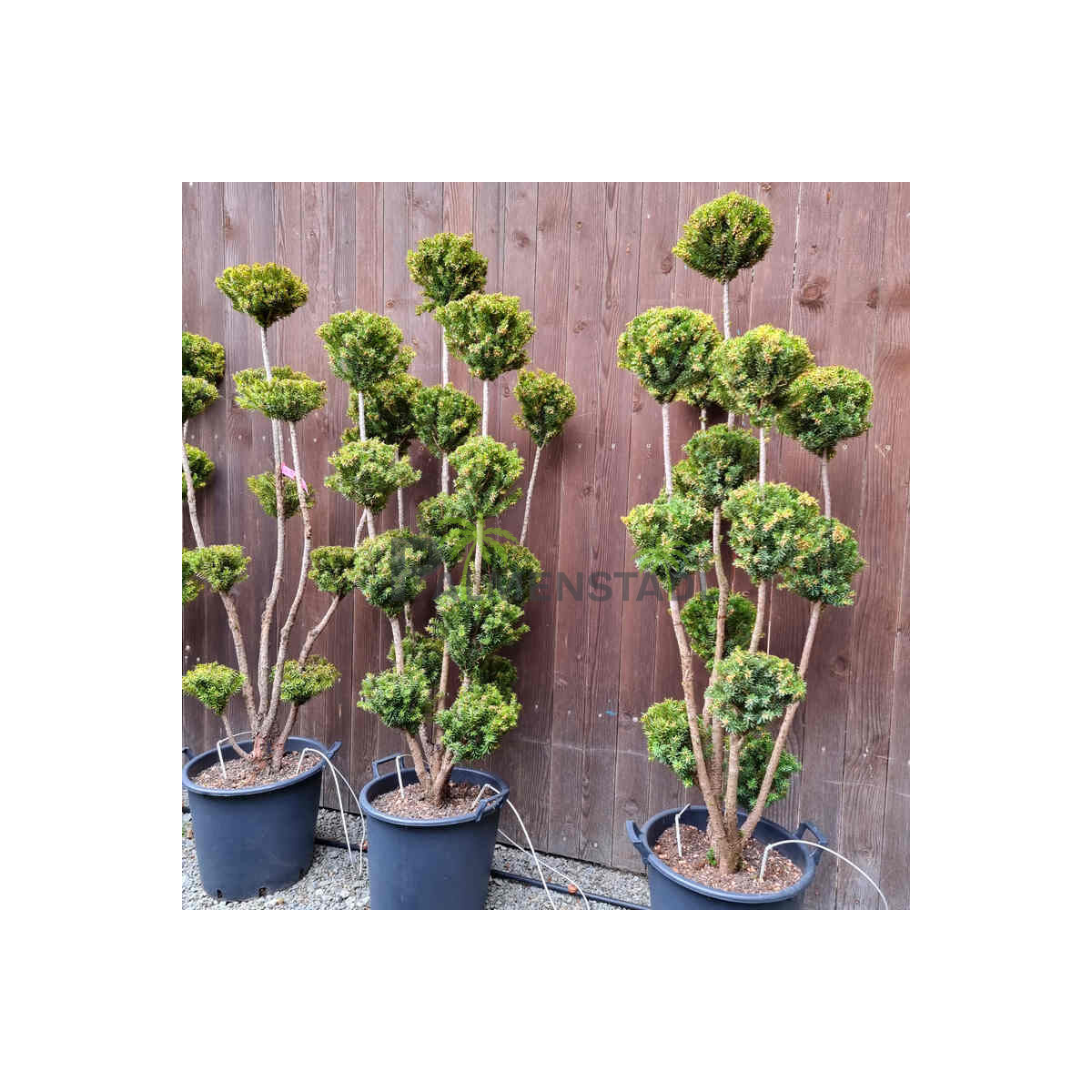 Taxus baccata media hicksii - Eibe mit P box