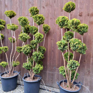 Taxus baccata media hicksii - Eibe mit Pompon´s