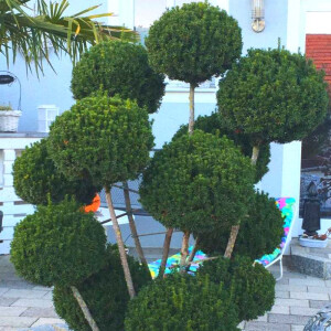 Taxus baccata media hicksii - Eibe mit Pompon´s
