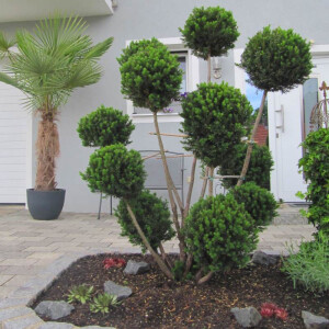 Taxus baccata media hicksii - Eibe mit Pompon´s