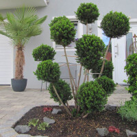 Taxus baccata media hicksii - Eibe mit Pompon´s