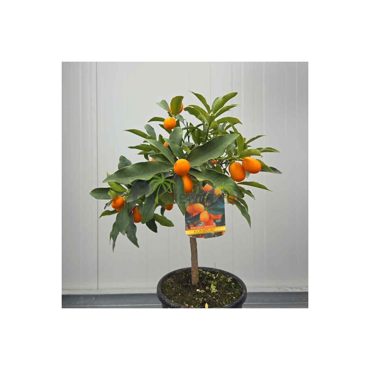 Citrus Kumquat