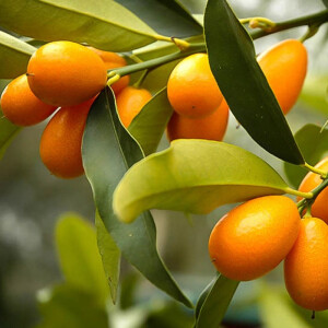 Kumquat 40-60 cm