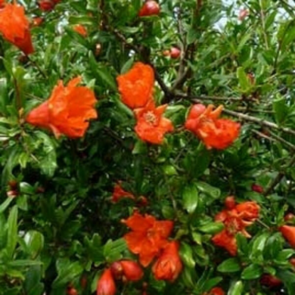 Punica granatum - Granatapfelbaum