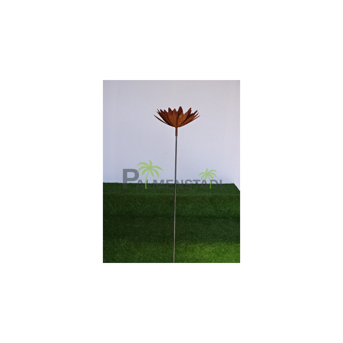 Chrysantheme mit runden Blättern in Rostoptik