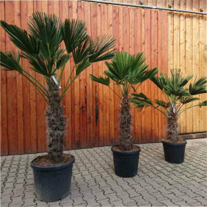 Trachycarpus wagnerianus - Wagner´s Hanfpalme