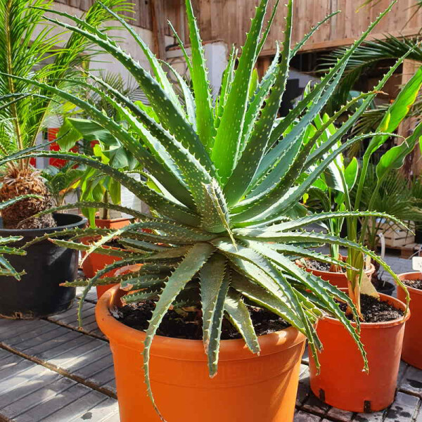 Aloe "Arborescens" - Baum Aloe