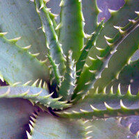 Aloe "Arborescens" - Baum Aloe
