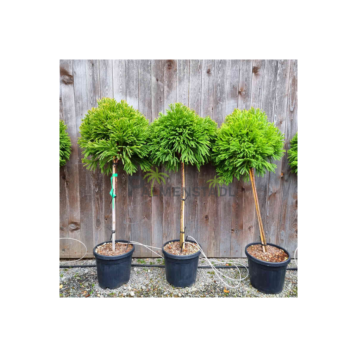 Cryptomeria jap. "Globosa Nana" - japanische Siche