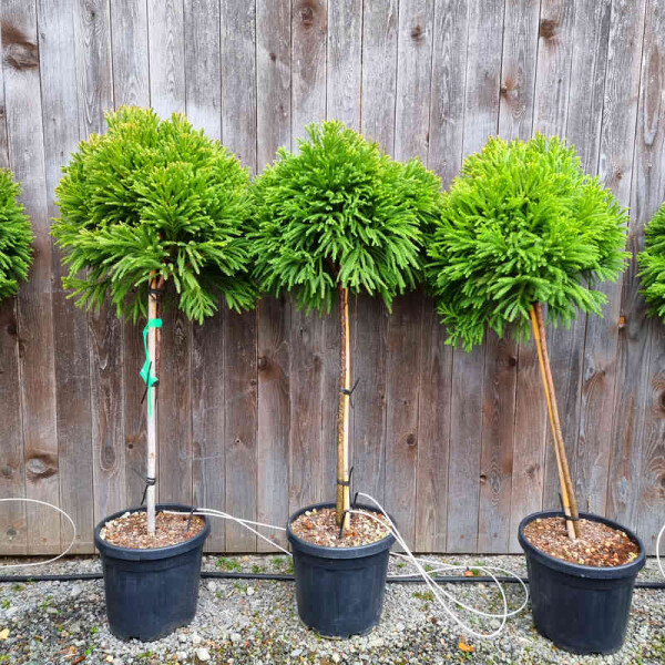 Cryptomeria jap. "Globosa Nana" - japanische Sicheltanne
