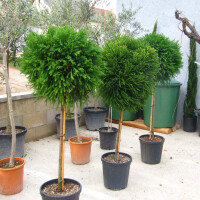 Cryptomeria jap. "Globosa Nana" - japanische Sicheltanne