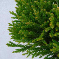 Cryptomeria jap. "Globosa Nana" - japanische Sicheltanne