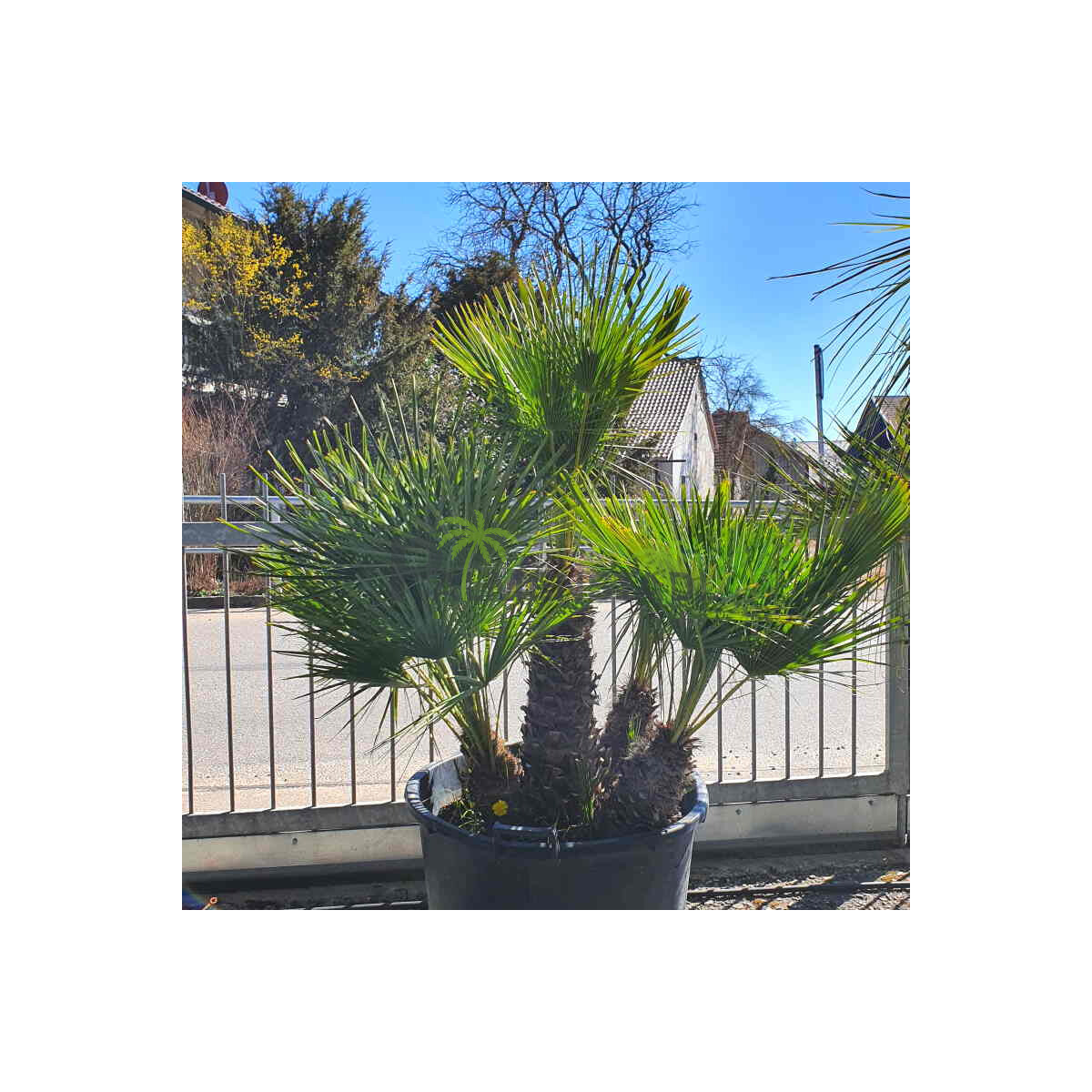 Chamaerops humilis - Zwergpalme 110 - 130 cm