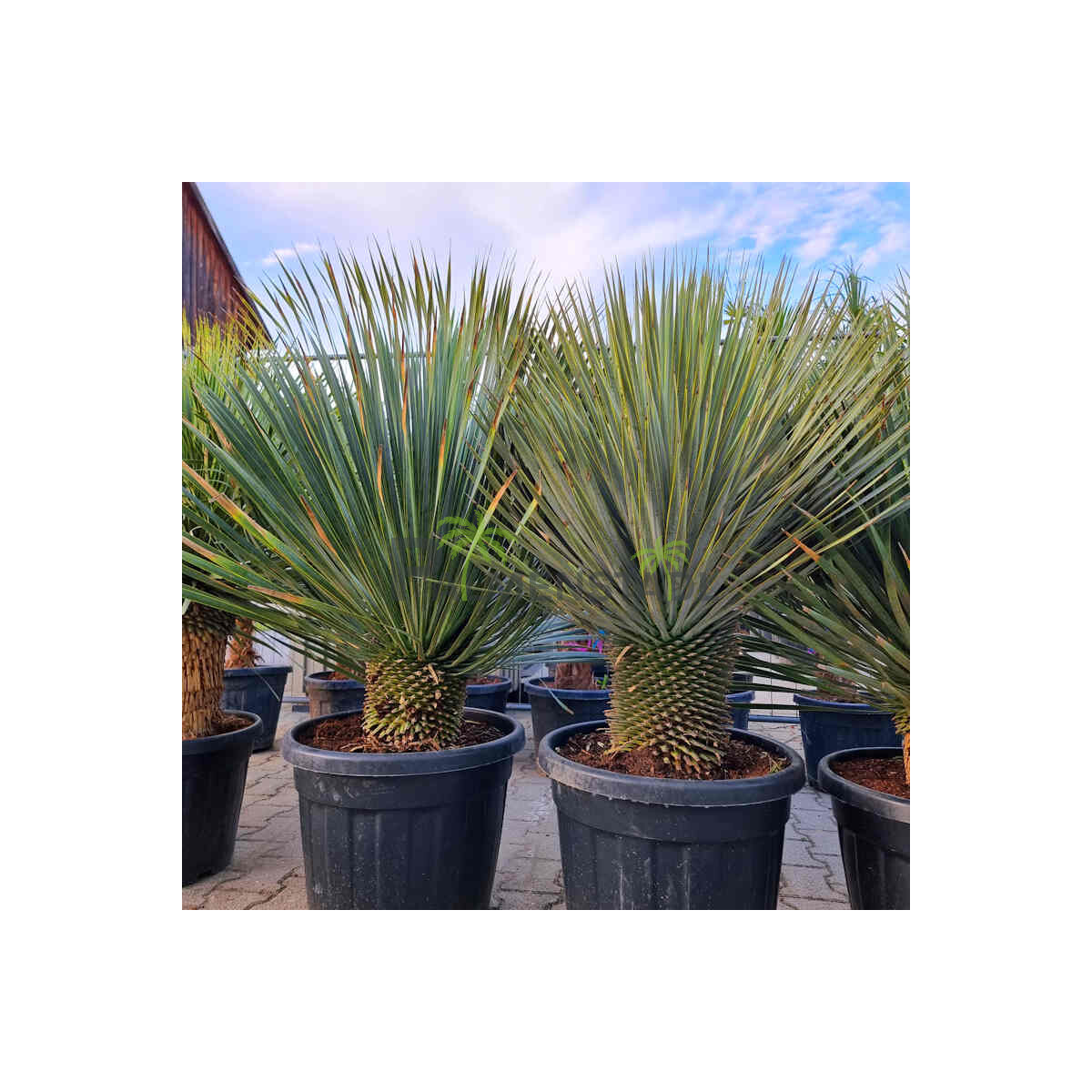 Yucca Rostrata - Blaublättrige Palm box