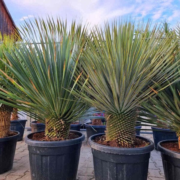 Yucca Rostrata - Blaublättrige Palmlilie 30 - 40 cm