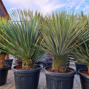 Yucca Rostrata - Blaublättrige Palmlilie 30 - 40 cm
