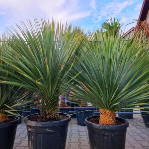 Yucca Rostrata - Blaublättrige Palmlilie 30 - 40 cm