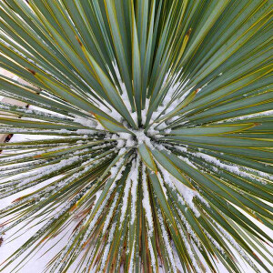Yucca Rostrata - Blaublättrige Palmlilie 30 - 40 cm