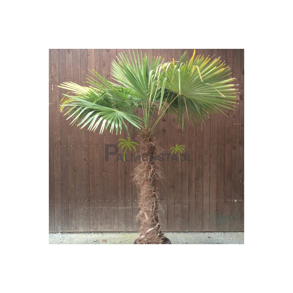 Trachycarpus fortunei - Chinesische Hanf box