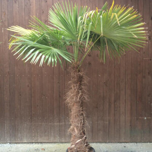 Trachycarpus fortunei - Chinesische Hanfpalme 120 - 130 cm
