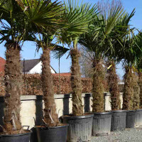 Trachycarpus fortunei - Chinesische Hanfpalme 120 - 130 cm