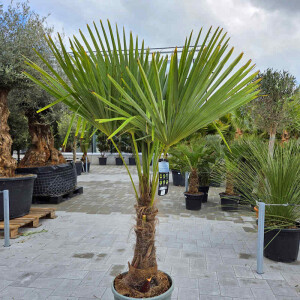Trachycarpus fortunei - Chinesische Hanfpalme 40 - 50 cm