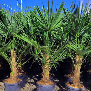 Trachycarpus fortunei - Chinesische Hanfpalme 40 - 50 cm