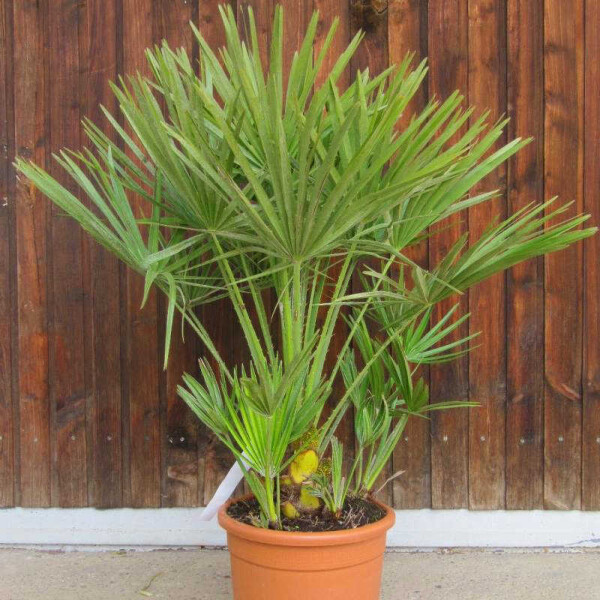 Chamaerops humilis - Zwergpalme 60 -80 cm