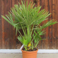 Chamaerops humilis - Zwergpalme 60 -80 cm