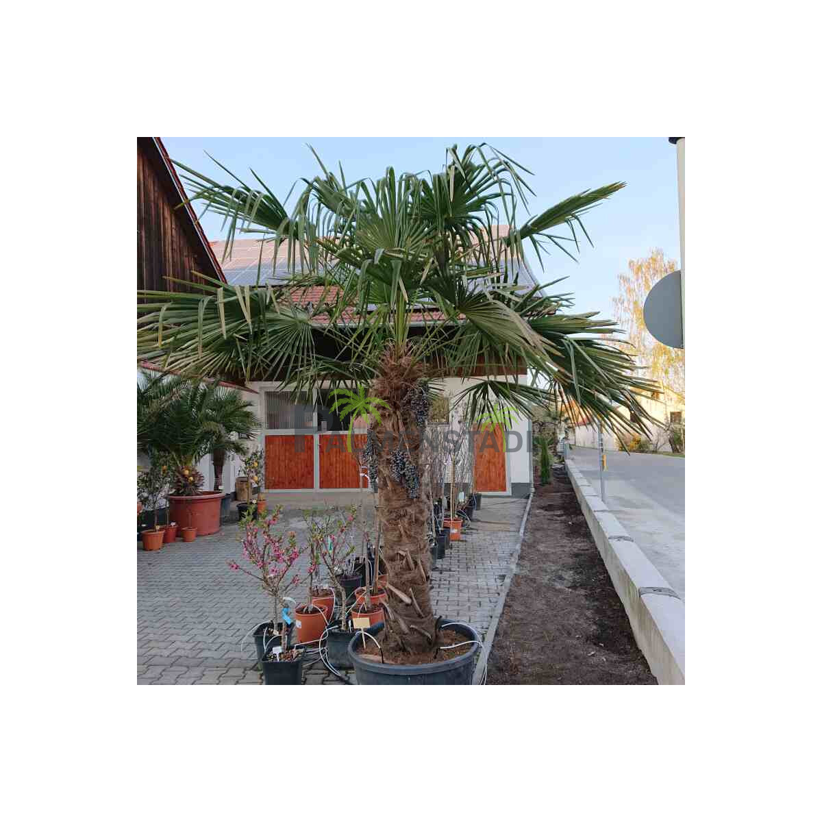 Trachycarpus fortunei - Chinesische Hanfpalme 140 - 150 cm