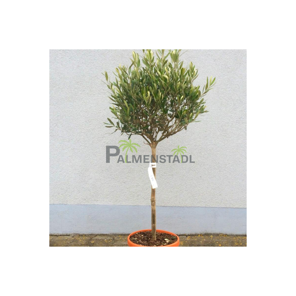 Olea Europaea - Olivenbaum